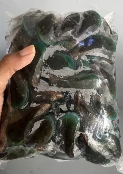 Kerang ijo